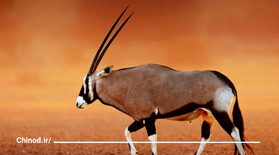 راهنمای سفر به شاخ آفریقا