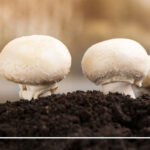 قارچ جایگزین گوشت Mushroom چینود chinod