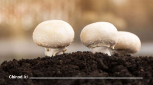 قارچ جایگزین گوشت Mushroom چینود chinod