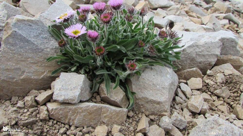 طرح سیمرغ قله کمال The Simorgh of Kamal Peak design چینود chinod