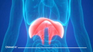 تنفس دیافراگمی Diaphragmatic چینود chinod