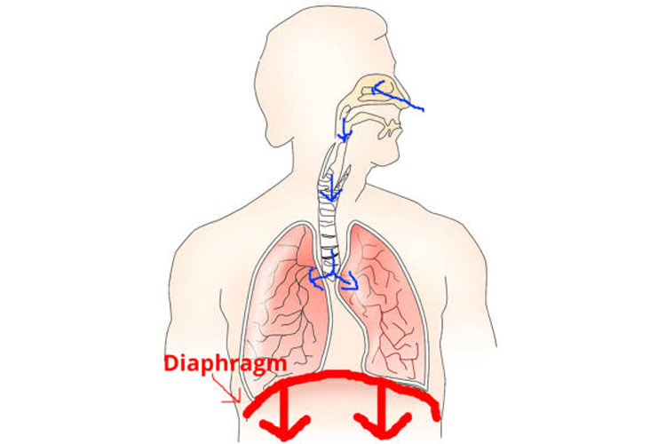 تنفس دیافراگمی Diaphragmatic چینود chinod