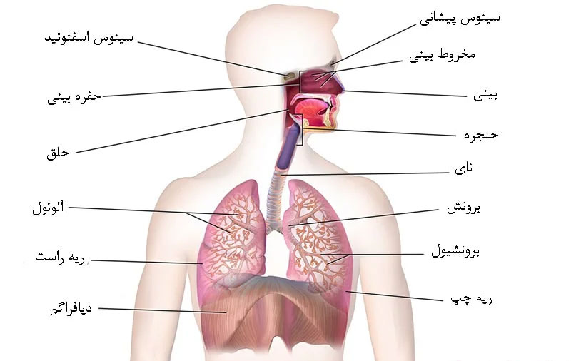 تنفس دیافراگمی Diaphragmatic چینود chinod