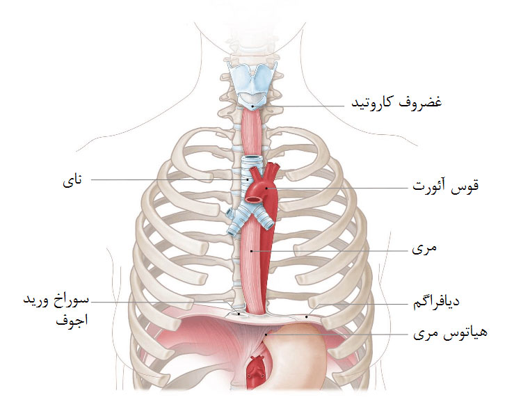 تنفس دیافراگمی Diaphragmatic چینود chinod
