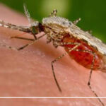 گزیدگی پشه Mosquito bite چینود chinod
