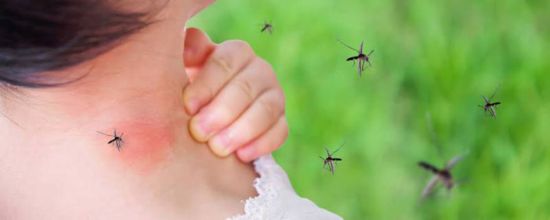 گزیدگی پشه Mosquito bite چینود chinod