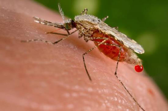 گزیدگی پشه Mosquito bite چینود chinod