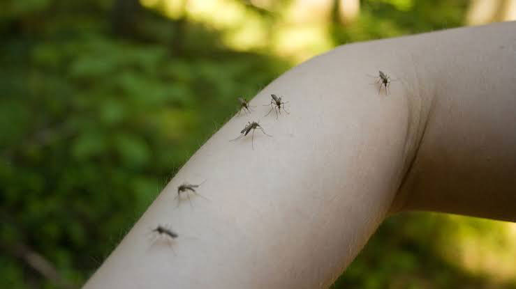 گزیدگی پشه Mosquito bite چینود chinod