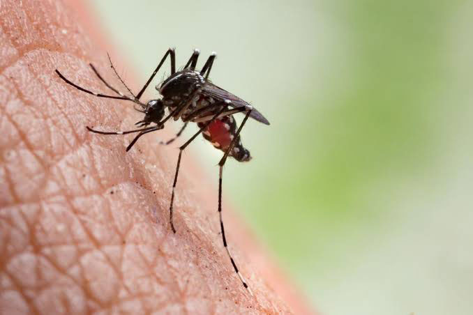 گزیدگی پشه Mosquito bite چینود chinod