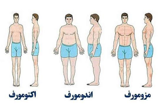انواع تیپ بدنی body types چینود chinod