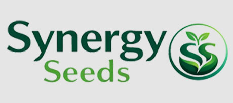 سینرژیک سید synergyseeds